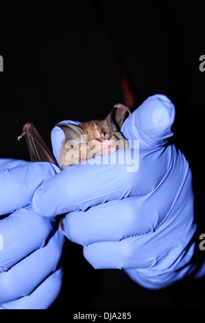 Vertikale Porträt eines Forschers bei der Arbeit mit einer erfassten größere Hufeisennase Rhinolophus Ferrumequinum in seine Hände in der Nacht. Stockfoto