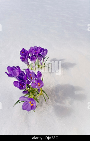 Krokus Blüte spähen Sie durch den Schnee im Frühling. Yunan Alaska. Stockfoto