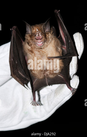 Vertikale Porträt aufgenommenen größere Hufeisennase Rhinolophus Ferrumequinum in Händen der Forscher in der Nacht. Stockfoto