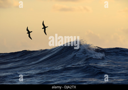 Bermuda-Sturmvogel - Pterodroma cahow Stockfoto