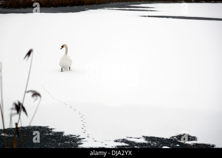 Ein Schwan zu Fuß auf dem Allenvale See in Hampton Vale, Peterborough, England Stockfoto