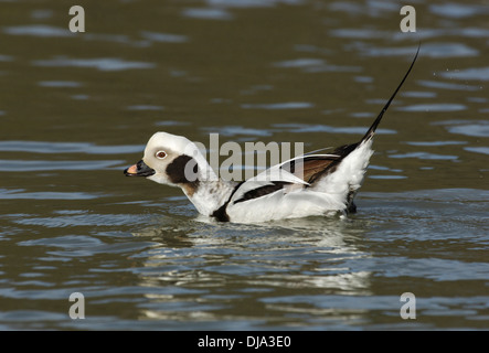 Eisente Clangula hyemalis Stockfoto