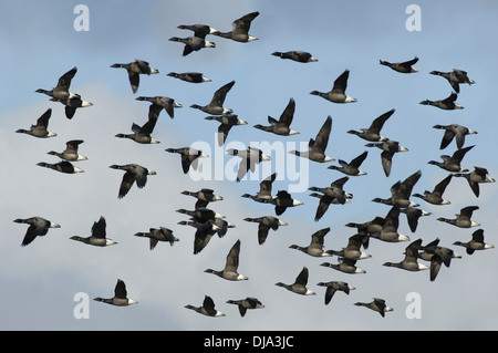 Brent Goose Branta bernicla Stockfoto