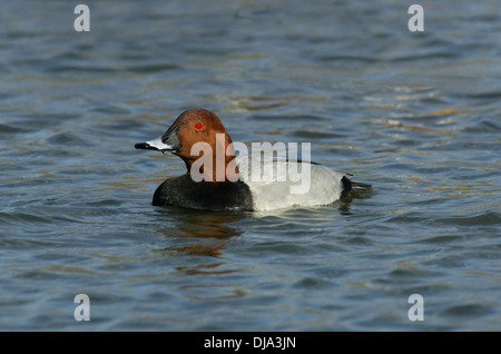 Aythya 40-jähriger Tafelenten (männlich) Stockfoto