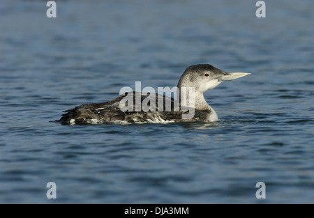 White-billed Taucher Gavia adamsii Stockfoto