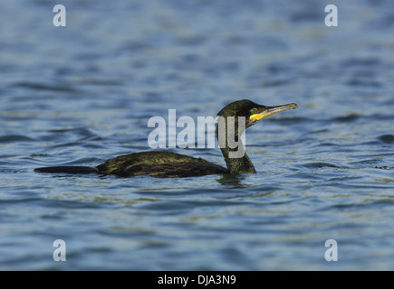 Shag Phalacrocorax aristotelis Stockfoto