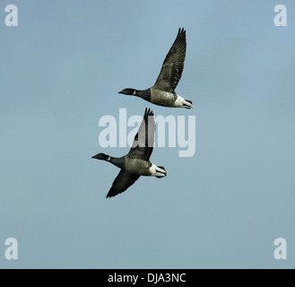 Brent Goose Branta bernicla Stockfoto