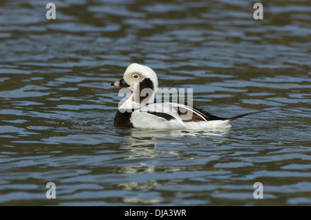 Eisente Clangula Hyemalis - männlich Stockfoto