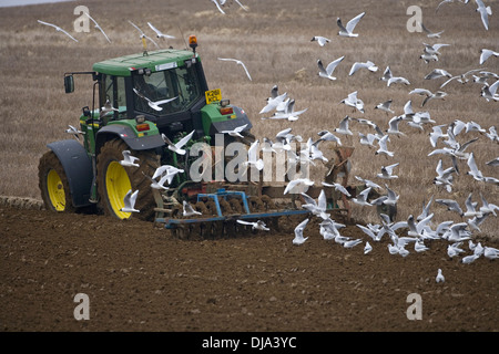 Möwen nach Pflügen Traktor Stockfoto