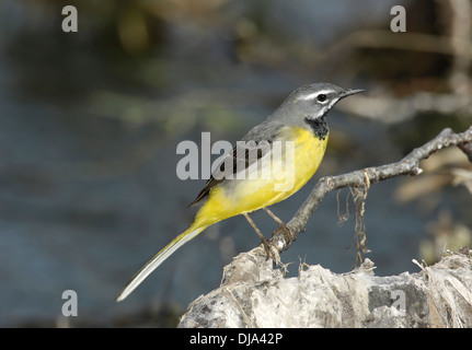 Graue Bachstelze Motacilla cinerea Stockfoto