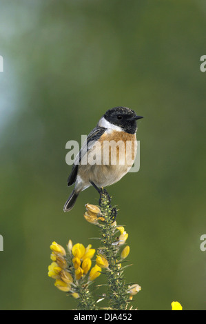 Schwarzkehlchen Saxicola Torquata männlich Stockfoto