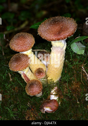 Dunkler Hallimasch Armillaria Solidipes, Physalacriaceae. (Armillaria Ostoyae, Armillariella Ostoyae, Armillariella Solidipes) Stockfoto