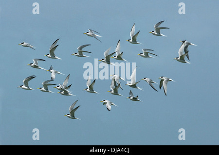 Wenig Tern Sterna albifrons Stockfoto