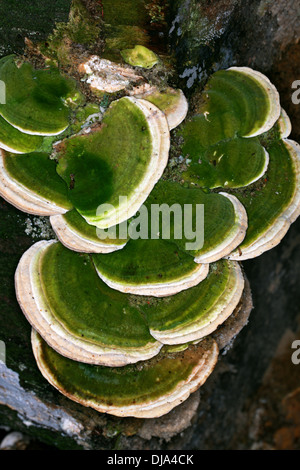 Klumpig Halterung Pilz Trametes Gibbosa, Polyporaceae. aka Pseudotrametes Gibbosa, Daedalea Gibbosa, Polyporus Gibbosus. Stockfoto