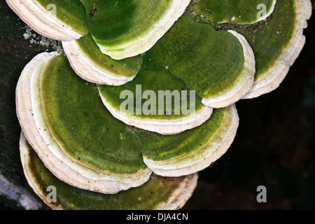 Klumpig Halterung Pilz Trametes Gibbosa, Polyporaceae. aka Pseudotrametes Gibbosa, Daedalea Gibbosa, Polyporus Gibbosus. Stockfoto