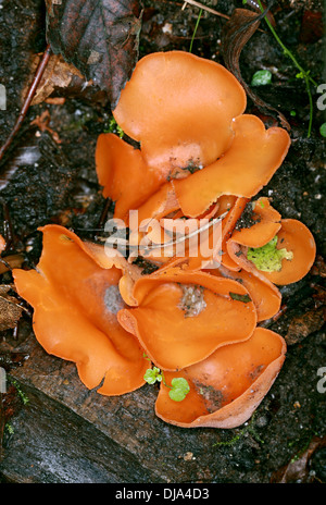 Orange Peel Pilz, Aleuria Aurantia, Pyronemataceae. Stockfoto