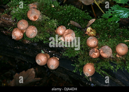 Stumpf Puffball Pilz auf einem moosigen Baumstamm, Lycoperdon Pyriforme, Lycoperdaceae. Reife Fruchtkörper. Stockfoto