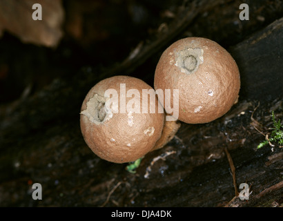 Stumpf Puffball Pilz auf einem moosigen Baumstamm, Lycoperdon Pyriforme, Lycoperdaceae. Reife Fruchtkörper. Stockfoto