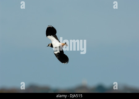 Kiebitz Vanellus vanellus Stockfoto