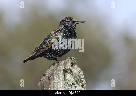 Starling Sturnus vulgaris Stockfoto