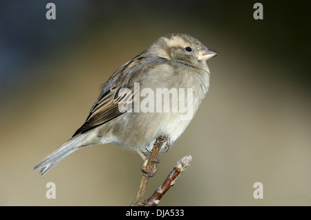 Haussperling Passer domesticus Stockfoto