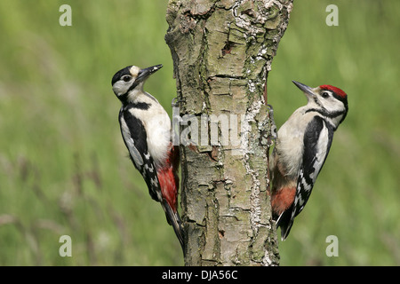 Großen Spotted Woodpecker Dendrocopus großen Stockfoto