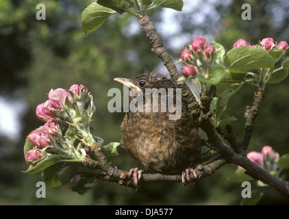 Amsel Turdus merula Stockfoto