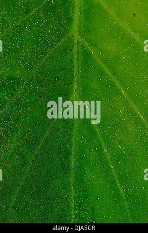 Grüner Tag Stockfoto