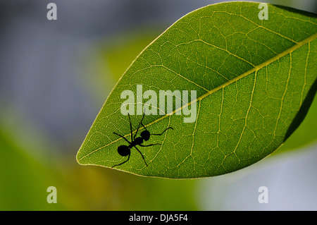 Ant-Silhouette Stockfoto