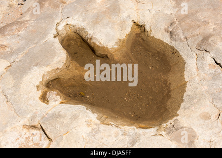 Dinosaurier verfolgen neben Purgatoire Fluss, Picketwire Canyonlands, Comanche National Grasslands südlich von La Junta, Colorado. Stockfoto