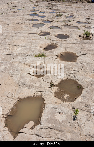 Dinosaur tracks neben Purgatoire Fluss, Picketwire Canyonlands, Comanche National Grasslands südlich von La Junta, Colorado. Stockfoto