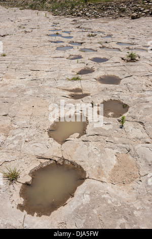 Dinosaur tracks neben Purgatoire Fluss, Picketwire Canyonlands, Comanche National Grasslands südlich von La Junta, Colorado. Stockfoto