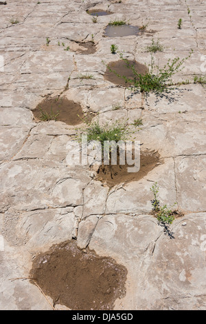 Dinosaur tracks neben Purgatoire Fluss, Picketwire Canyonlands, Comanche National Grasslands südlich von La Junta, Colorado. Stockfoto