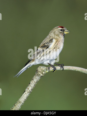Geringerer Redpoll Zuchtjahr Kabarett Stockfoto