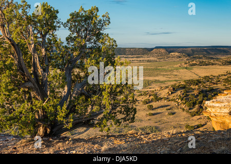 Wacholder und Canyon, Purgatoire Fluss, Picketwire Canyonlands, Comanche National Grassland südlich von La Junta, Colorado. Stockfoto