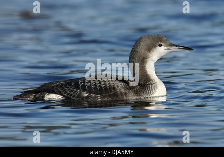 Black-throated Taucher Gavia arctica Stockfoto