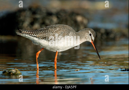 Gefleckte Rotschenkel Tringa erythropus Stockfoto