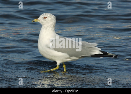 Ring-billed Möve Larus delawarensis Stockfoto