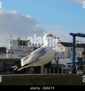 Porträt von Möwe Seitenprofil Stockfoto