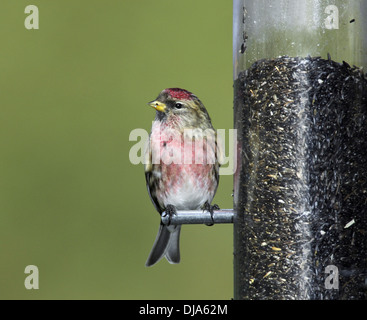 Geringerer Redpoll Zuchtjahr Kabarett Stockfoto