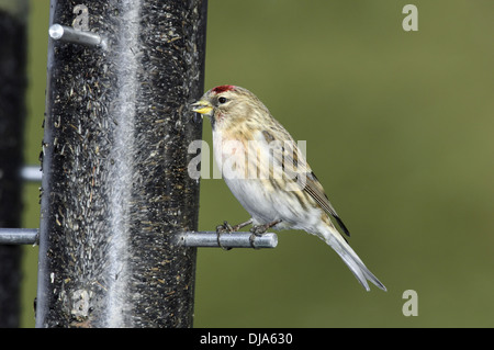 Geringerer Redpoll Zuchtjahr Kabarett Stockfoto