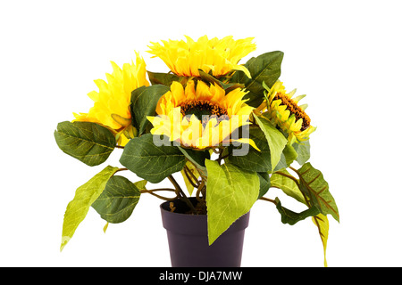 Sonnenblumen in Vase isoliert auf weißem Hintergrund. Stockfoto