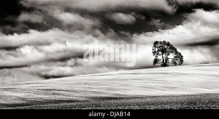 Minimalistische monochromes Bild der ein einsamer Baum auf einem abfallenden kalkhaltigen Feld in Wiltshire, UK. Stockfoto