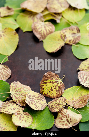 Herbstlaub auf Oberfläche Stockfoto