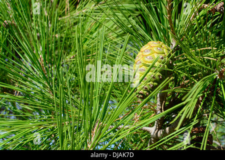 Aleppo-Kiefern-Closeup Pinus Halepensis mit Textfreiraum. Stockfoto