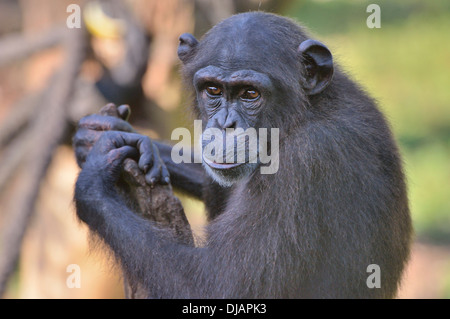 Westafrikanischer Schimpanse (Pan Troglodytes Verus), Tacugama Chimpanzee Sanctuary, Provinz Western Bereich Tacugama, Sierra Leone Stockfoto