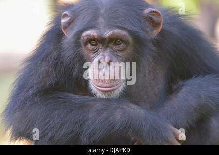 Westafrikanischer Schimpanse (Pan Troglodytes Verus), Tacugama Chimpanzee Sanctuary, Provinz Western Bereich Tacugama, Sierra Leone Stockfoto