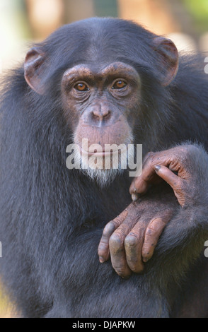 Westafrikanischer Schimpanse (Pan Troglodytes Verus), Tacugama Chimpanzee Sanctuary, Provinz Western Bereich Tacugama, Sierra Leone Stockfoto