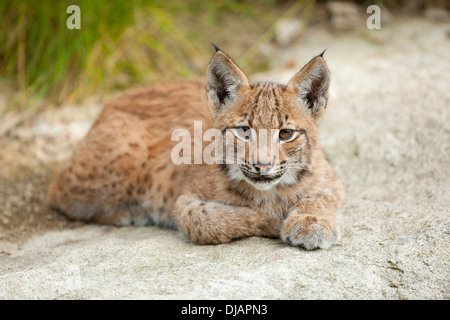 Eurasischer Luchs (Lynx Lynx), Jungtier, liegend auf einem Rock, tierischen Gehäuse, Nationalpark Bayerischer Wald, Bayern, Deutschland Stockfoto