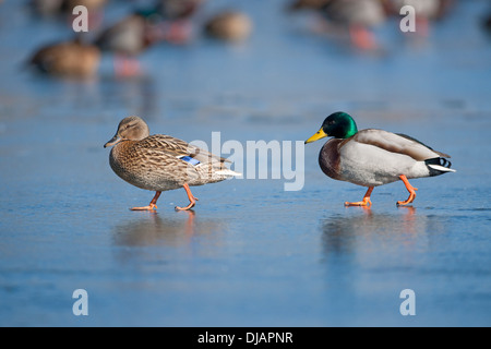 Stockenten (Anas Platyrhynchos), männliche und eine weibliche zu Fuß auf einem zugefrorenen Teich, Thüringen, Deutschland Stockfoto